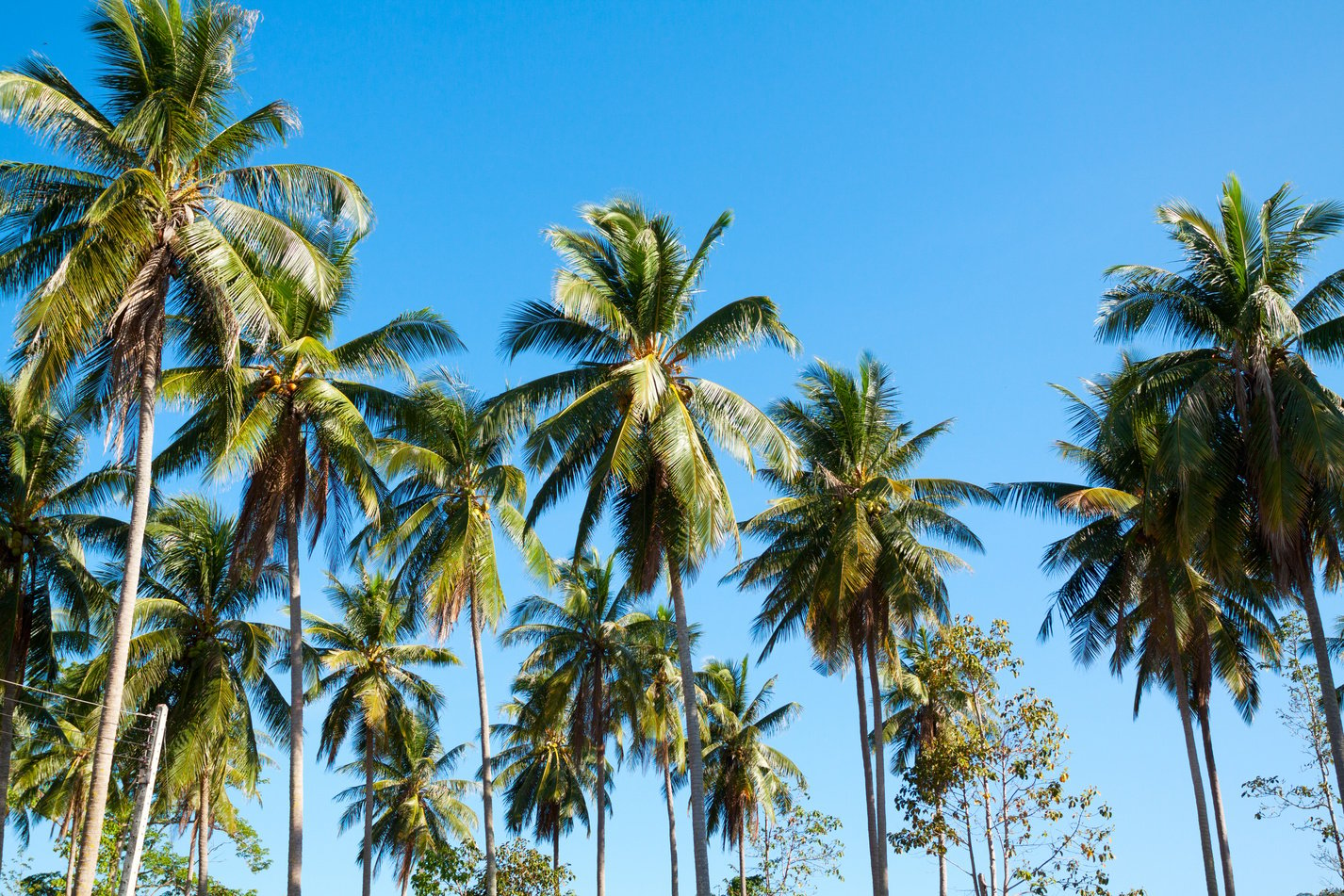 Palm trees